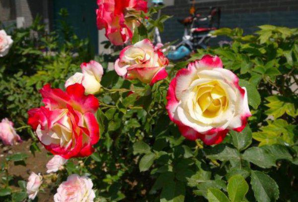 十大浓香型月季花香味排名