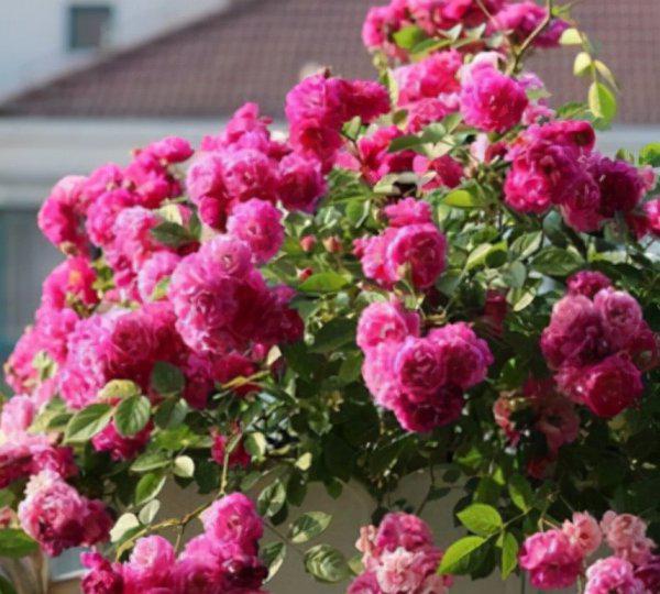 十大浓香型月季花香味排名