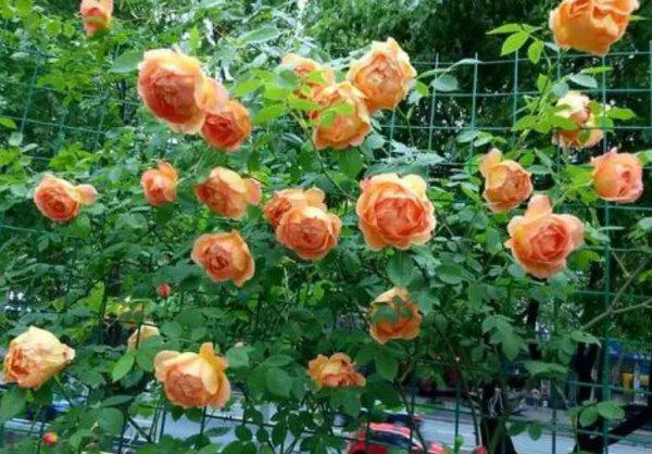 十大浓香型月季花香味排名