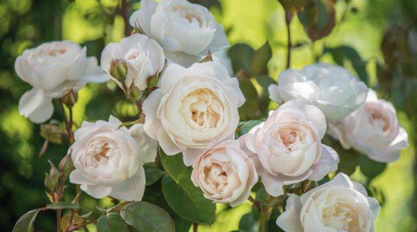 十大浓香型月季花香味排名