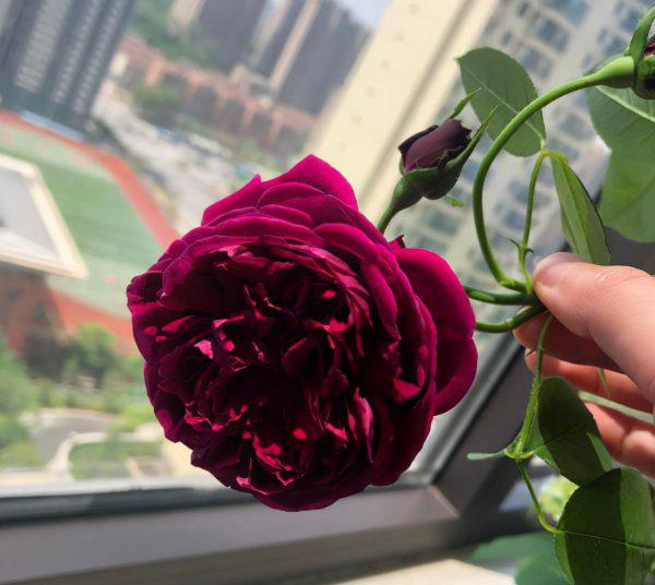 十大浓香型月季花香味排名