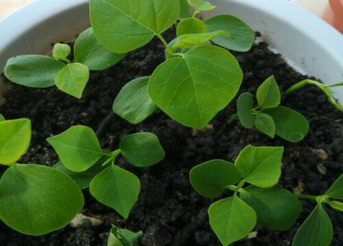 大豆适合什么土壤种植