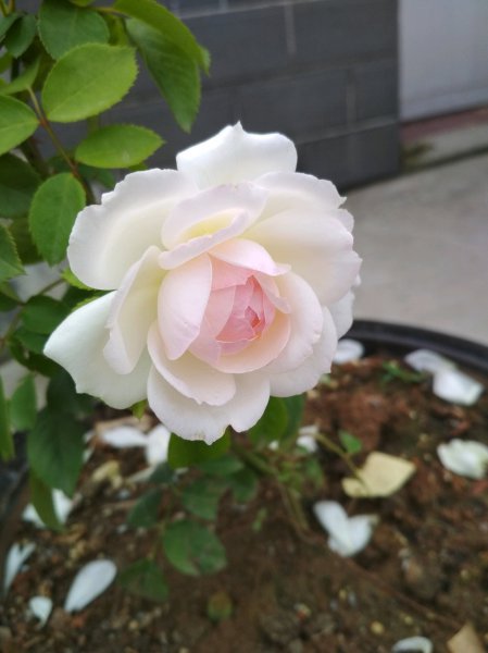 斯蒂芬妮古城堡月季优缺点