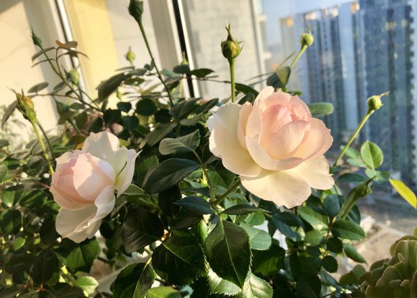 斯蒂芬妮古城堡月季优缺点