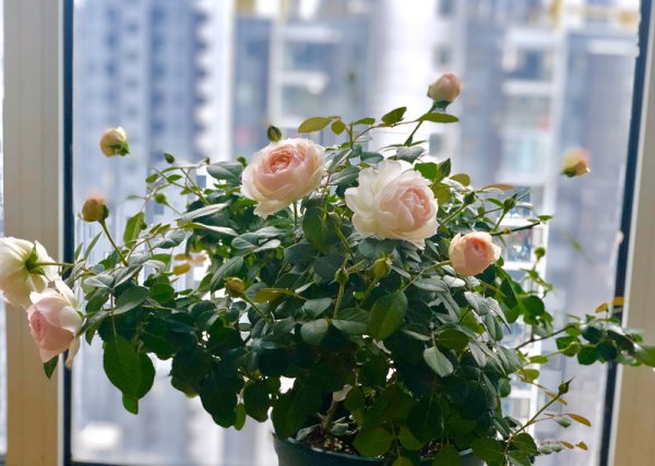 斯蒂芬妮古城堡月季优缺点