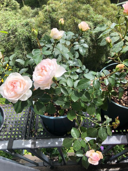 斯蒂芬妮古城堡月季优缺点