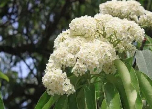 石楠花花期是什么时候