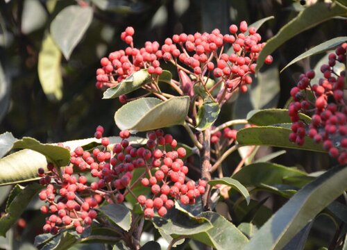 石楠花花期是什么时候