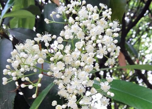 石楠花花期是什么时候