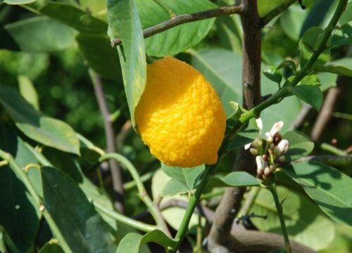 柠檬树喜水还是喜旱