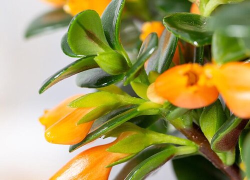 金鱼吊兰用什么浇肥美又健壮