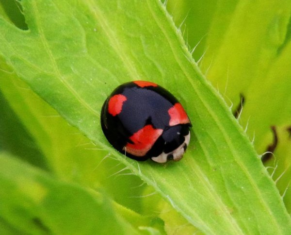 两星瓢虫是益虫还是害虫