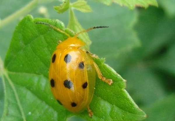 两星瓢虫是益虫还是害虫