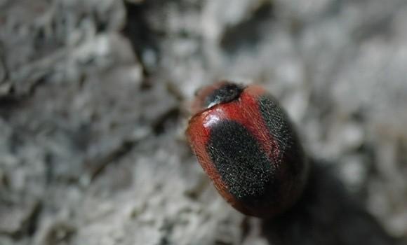 两星瓢虫是益虫还是害虫