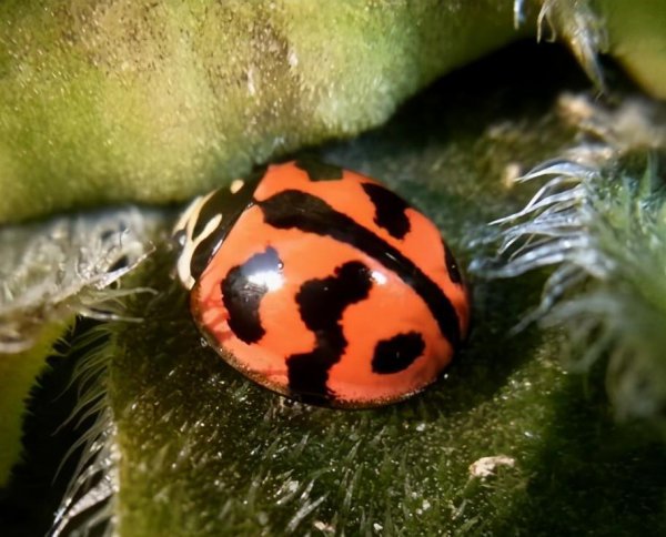 两星瓢虫是益虫还是害虫