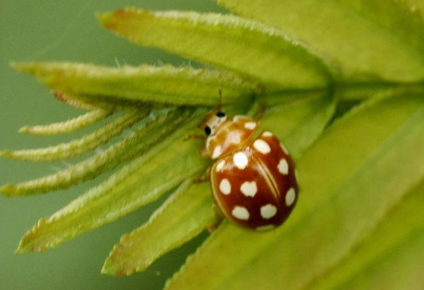 两星瓢虫是益虫还是害虫