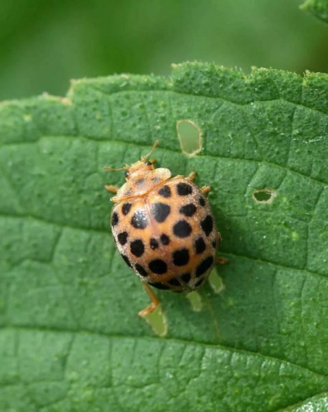两星瓢虫是益虫还是害虫