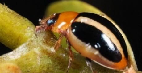 两星瓢虫是益虫还是害虫