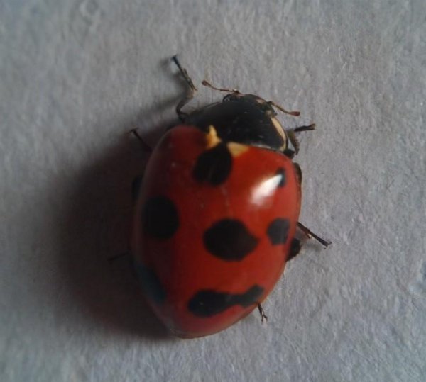 两星瓢虫是益虫还是害虫