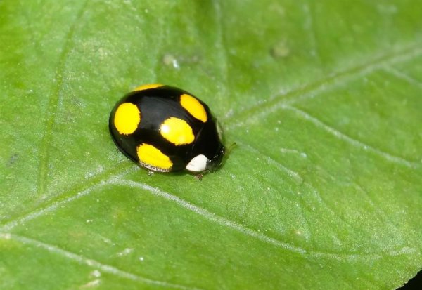 两星瓢虫是益虫还是害虫