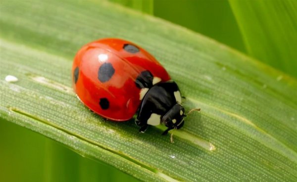 两星瓢虫是益虫还是害虫
