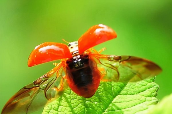 两星瓢虫是益虫还是害虫