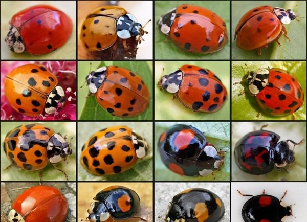 两星瓢虫是益虫还是害虫