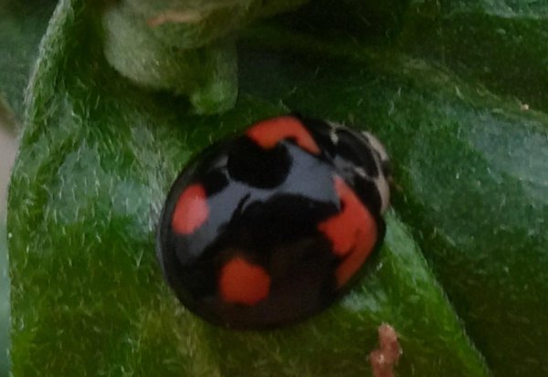 两星瓢虫是益虫还是害虫