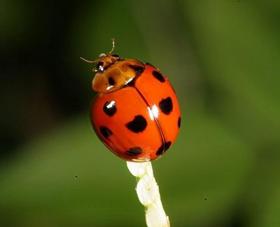 两星瓢虫是益虫还是害虫