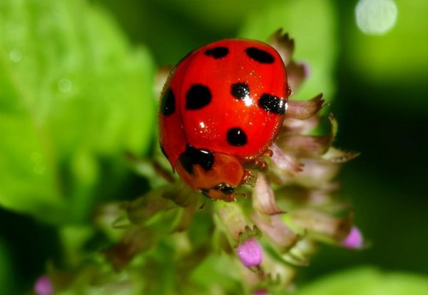两星瓢虫是益虫还是害虫