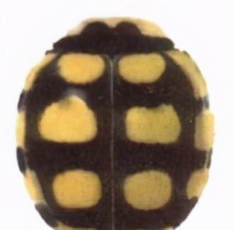 两星瓢虫是益虫还是害虫