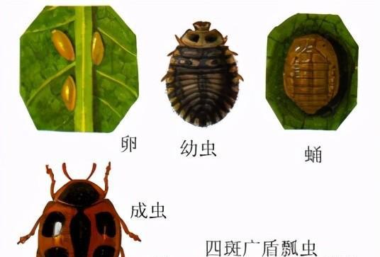 两星瓢虫是益虫还是害虫