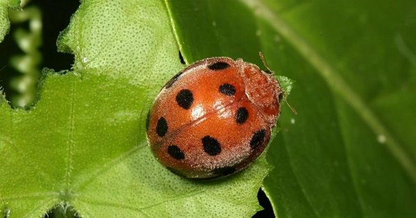 两星瓢虫是益虫还是害虫