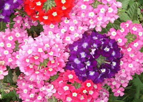 美女樱种子的种植方法和时间