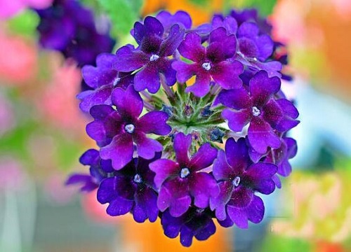 美女樱种子的种植方法和时间