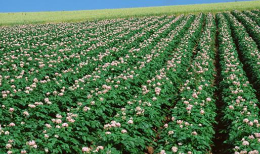 秋土豆什么时间种最佳