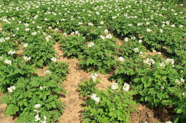 秋土豆什么时间种最佳