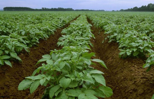 秋土豆什么时间种最佳