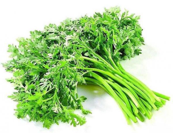 8月份种什么青菜合适