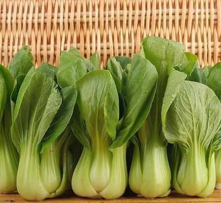 8月份种什么青菜合适
