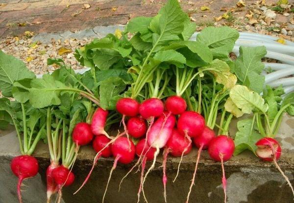 8月份种什么青菜合适