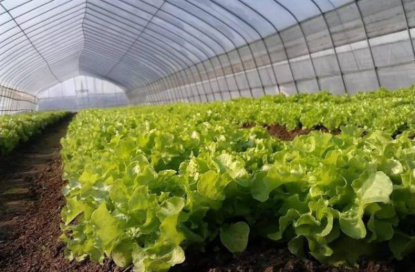 8月份种什么青菜合适