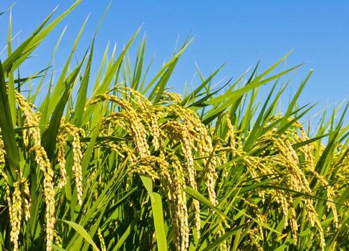 2023年最好的水稻品种