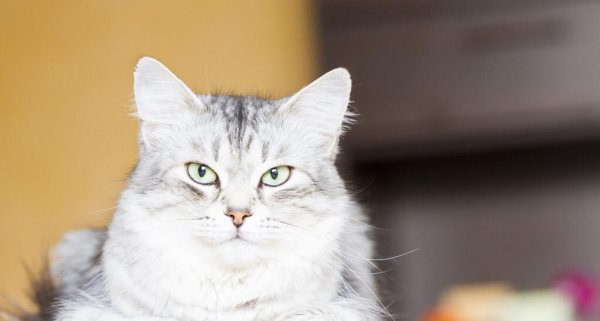 怎么纠正猫咪乱拉粑粑