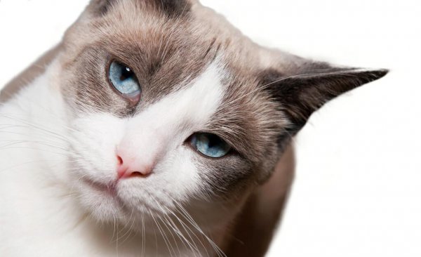 怎么纠正猫咪乱拉粑粑