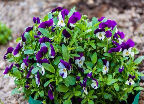 紫罗兰的生长过程