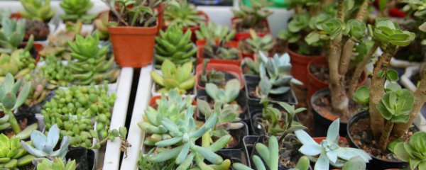 多肉种植方法和注意事项