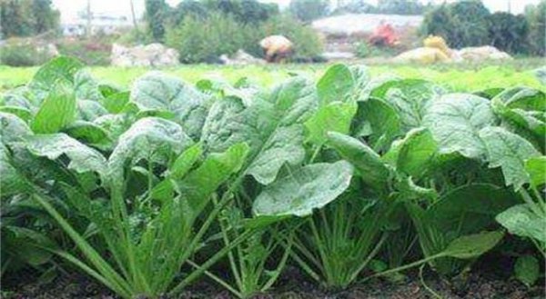 怎样让菠菜种子发芽出苗快