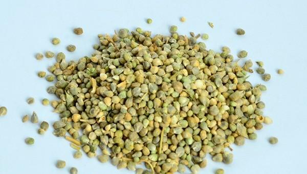 怎样让菠菜种子发芽出苗快