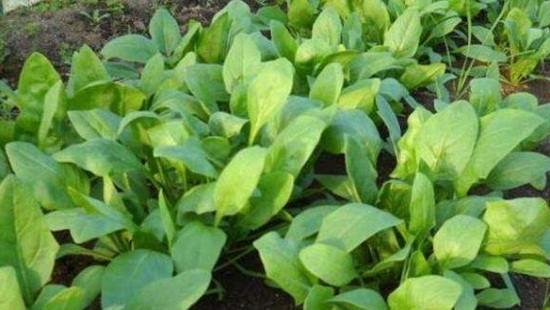 怎样让菠菜种子发芽出苗快